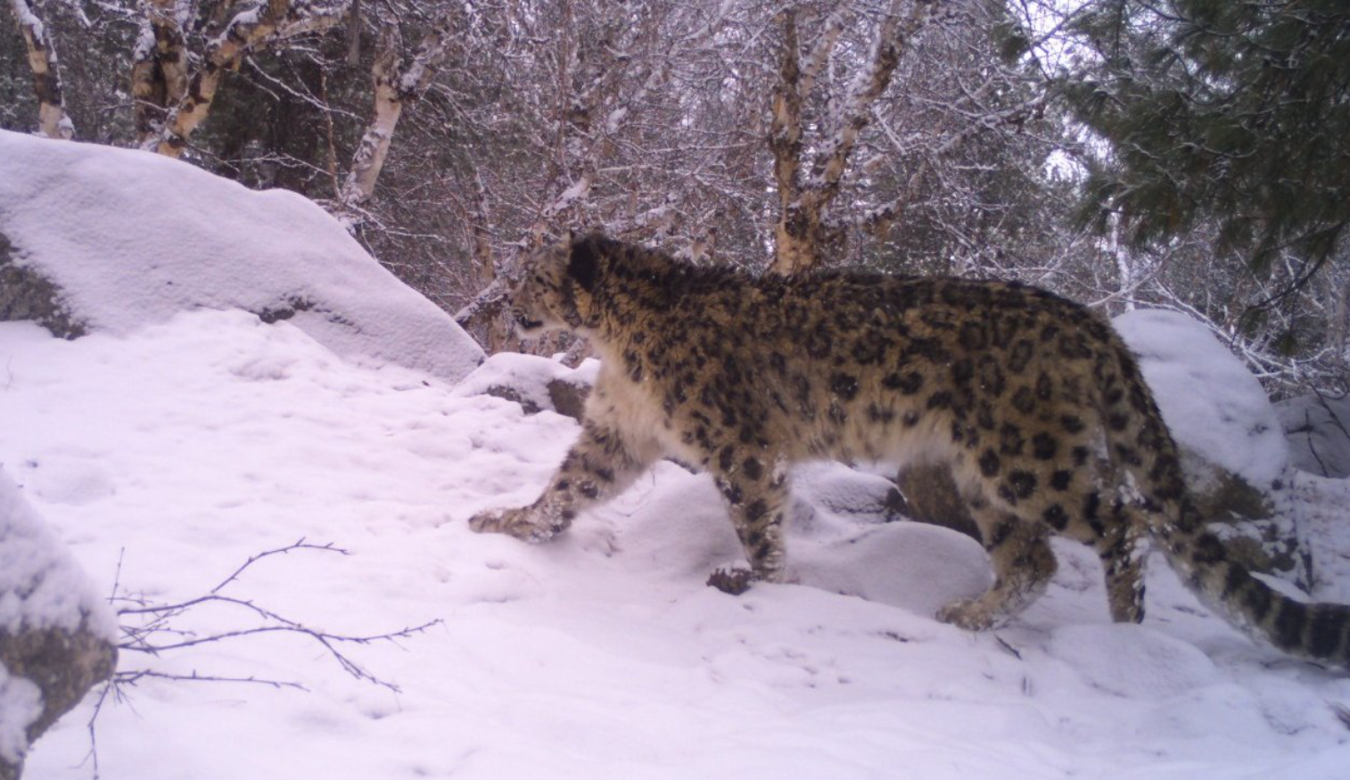 1st Scientific Exercise Finds 718 Snow Leopards In India, Highest In #Ladakh